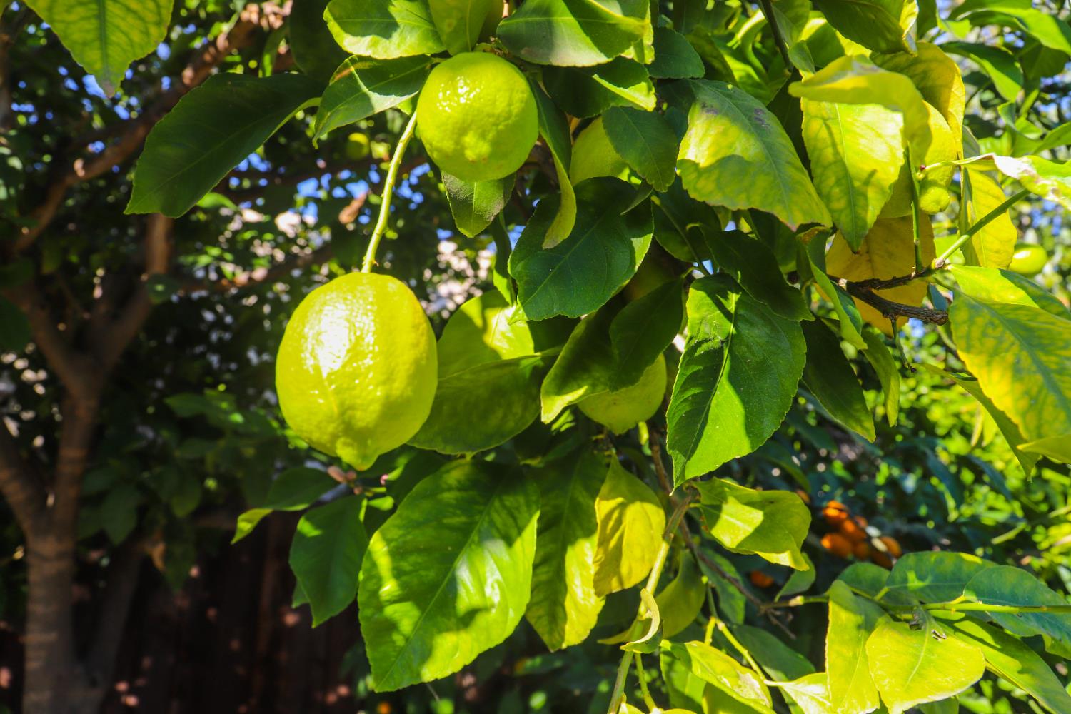 752 W Los Altos Ave, Clovis, CA 93612