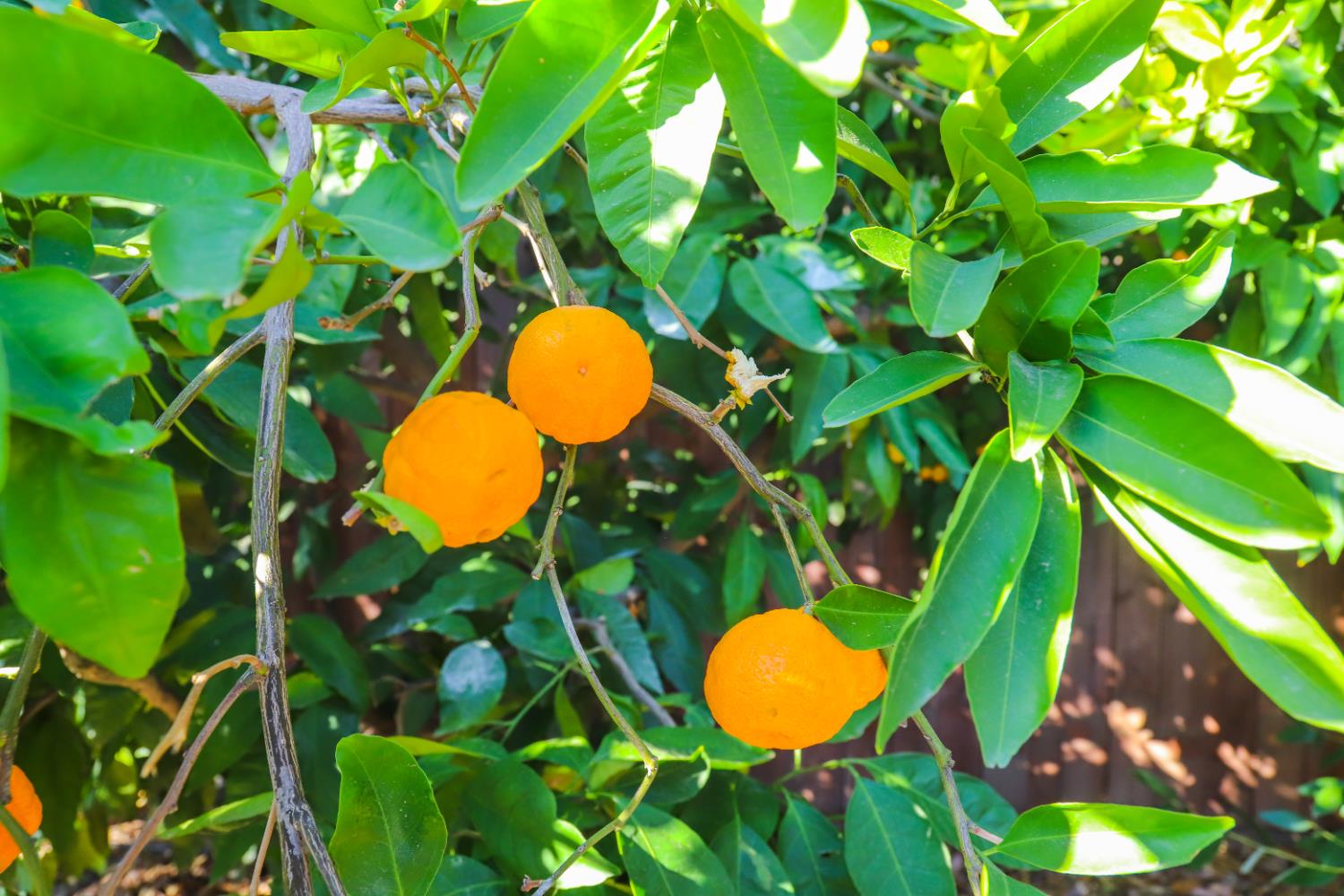 752 W Los Altos Ave, Clovis, CA 93612