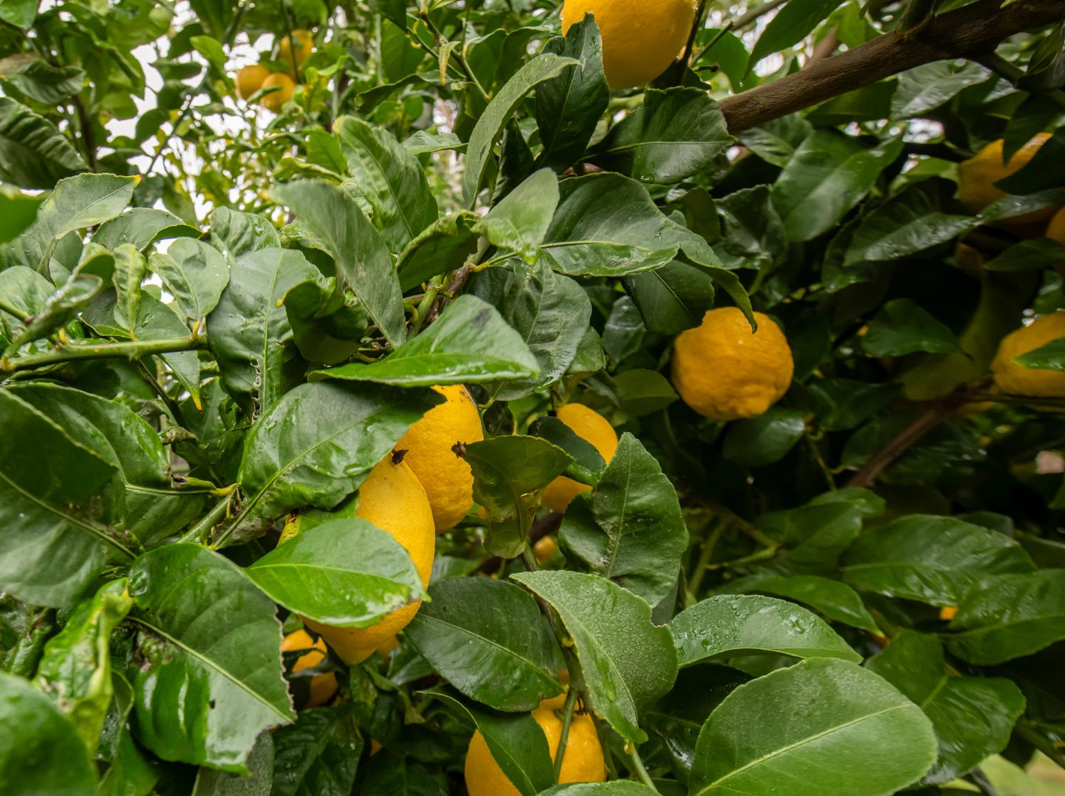 1890 N Hornet Ave, Clovis, CA 93619